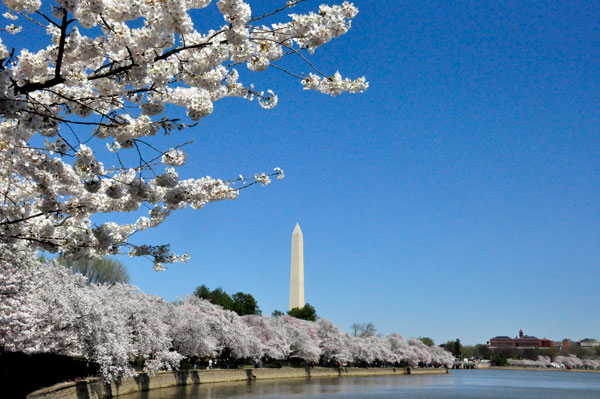 Washington Monument and Cherry Blossoms