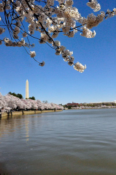 Washington Monument and Cherry Blossoms