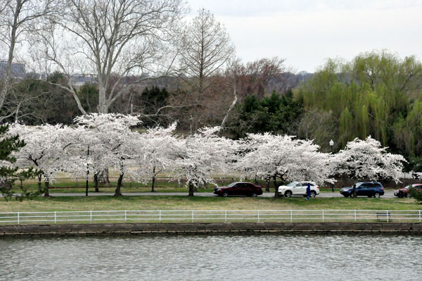 white cherry blossom trees