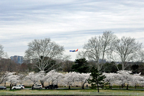 white cherry blossom trees and an airplane