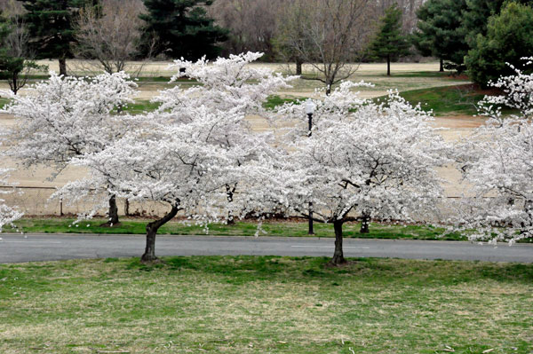 cherry blossom trees