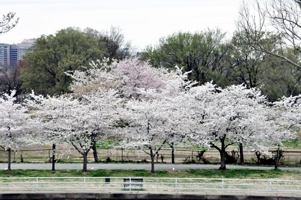 cherry blossom trees