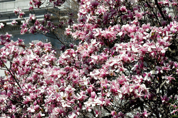 cherry blossoms