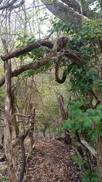 one tree in a knot