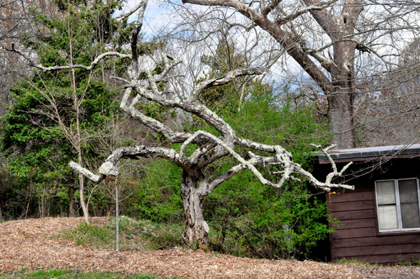 naked tree