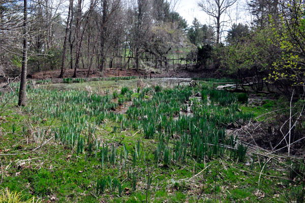 pond scenery at Boxwood Nature Park