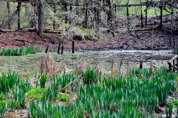 pond scenery at Boxwood Nature Park