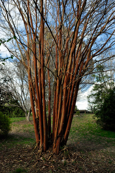 red tree