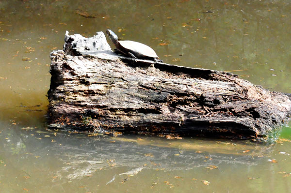 turtle on a log