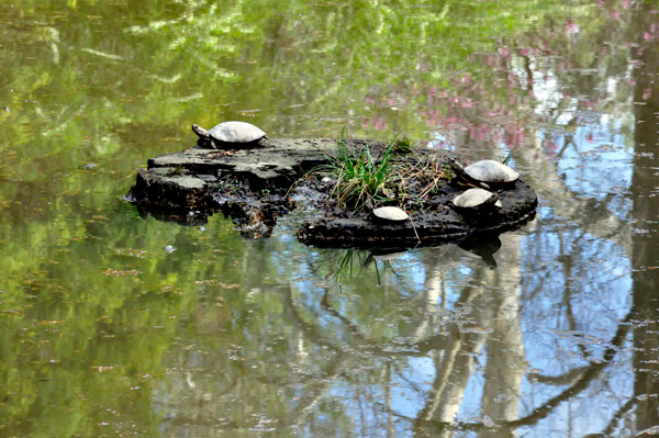 Turtles at Boxerwood Nature Center