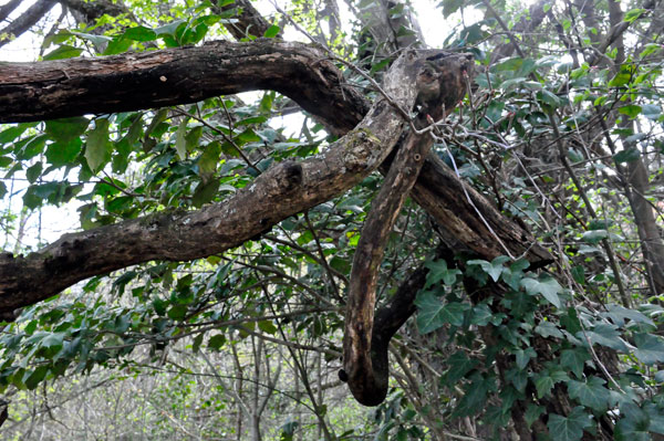 one tree in a knot