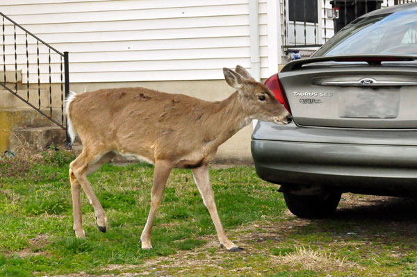 deer in somebody's yard in Buena Vista