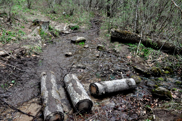 water, mud, logs on the hiking trail