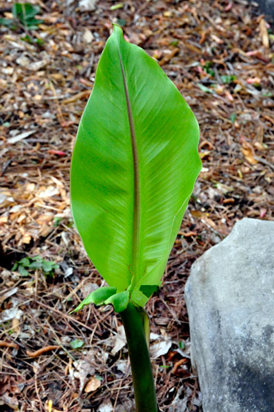lone leaf