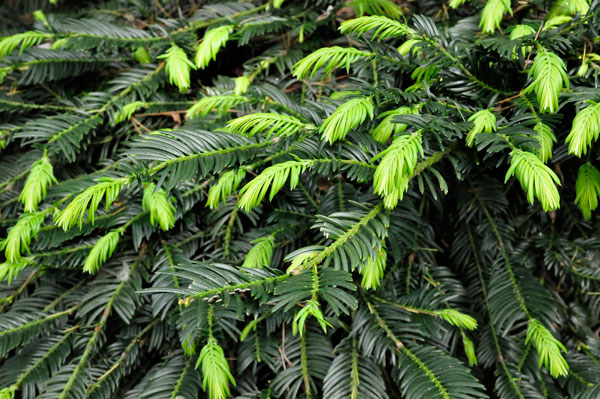 Japanese Plum Yew