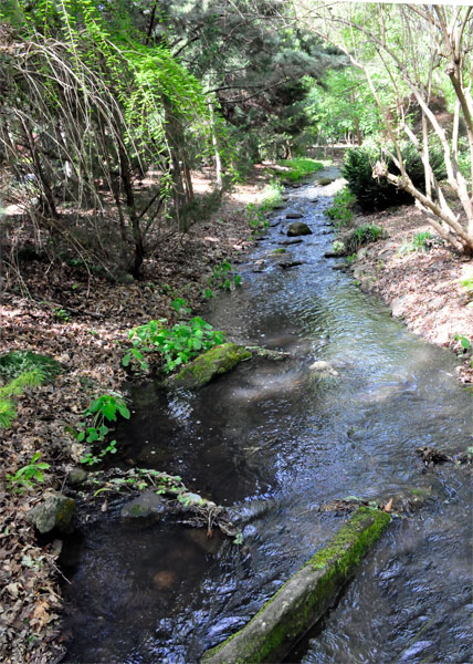 stream by the bridge