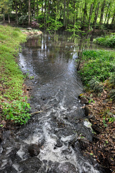 stream by the bridge