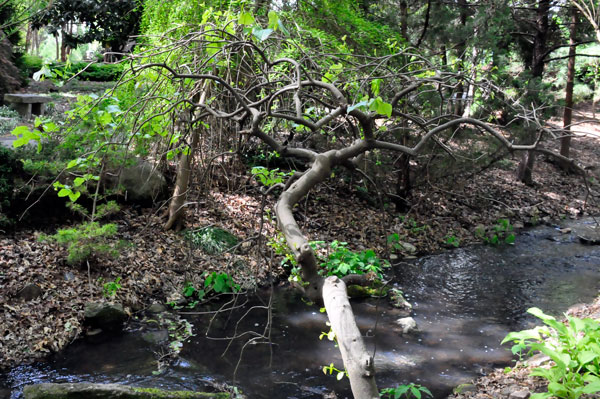 Eastern Redbud tree