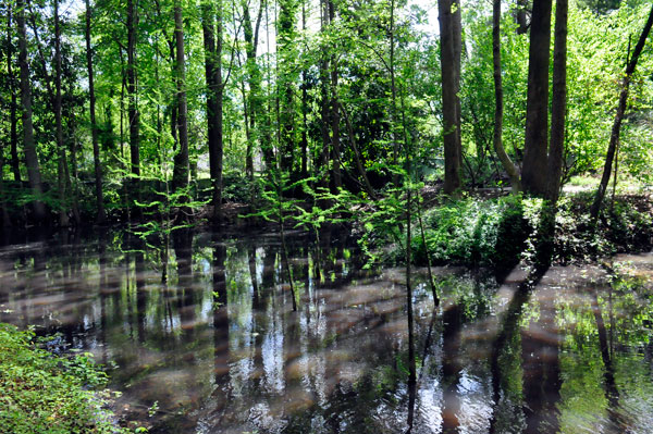 reflections in the water