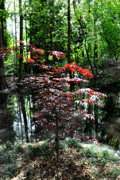 red tree