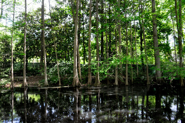 reflections in the water