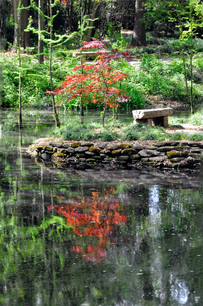 red tree reflected in water