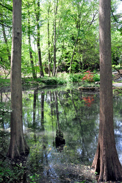 red tree reflected in water