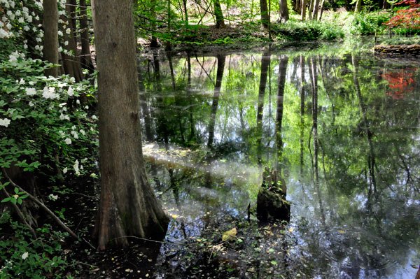 reflections in the water