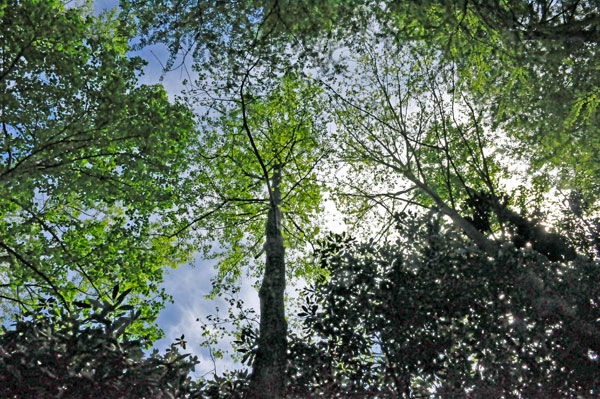 looking up into the trees