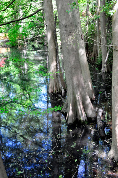 cypress trees