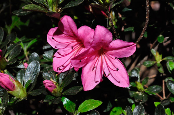 Evergreen Azalea