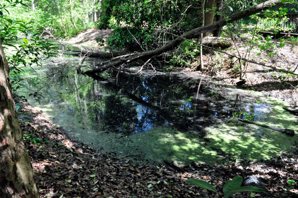 mossy pond