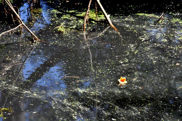 mossy pond and a lone flower