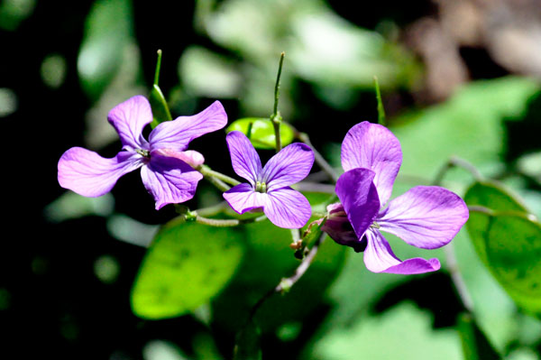 flowers