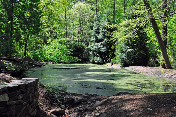 mossy pond