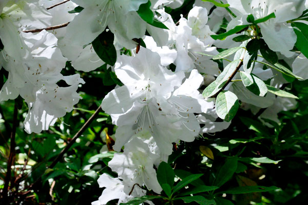 white flowers