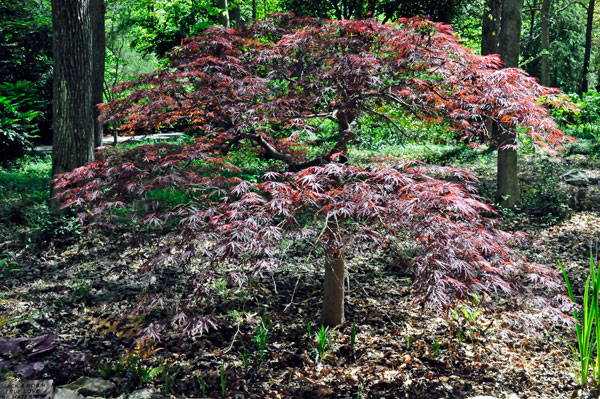 red tree