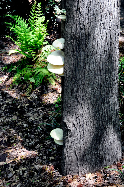 mushrooms in a tree