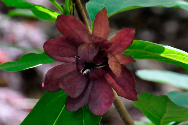 a bird's face in the flower