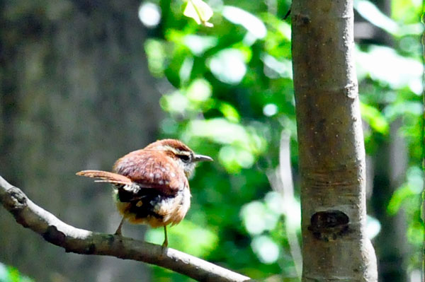 A bird in the tree