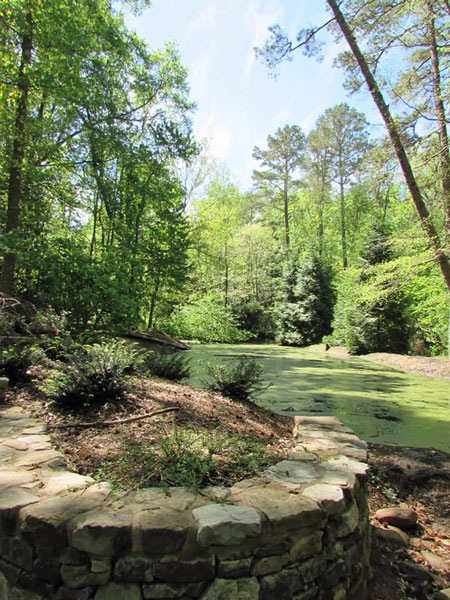 mossy pond