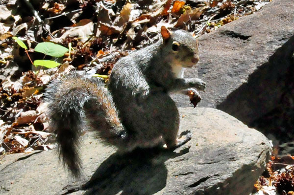 squirrel posing for Karen Duquette