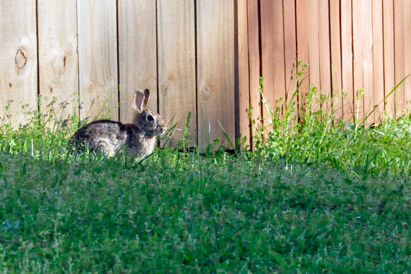 rabbit in the yard