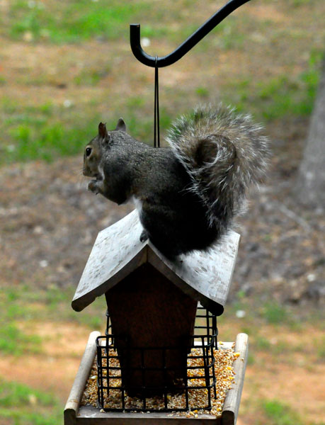 squirrel on the bird feeder