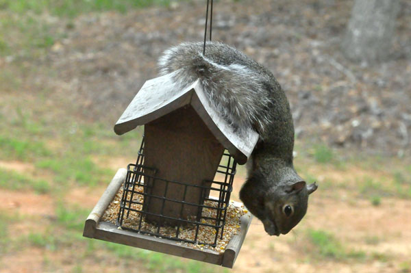 squirrel on the bird feeder
