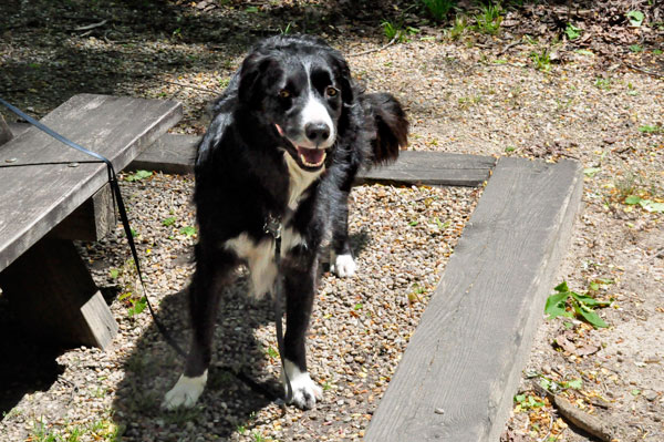 Dutch at the picnic table