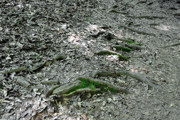 trail and tree stubs