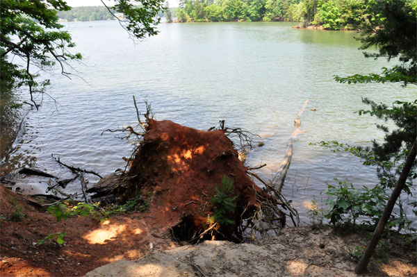 down tree in Lake Norman