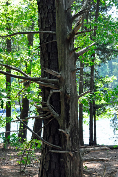 A tree hugging another tree