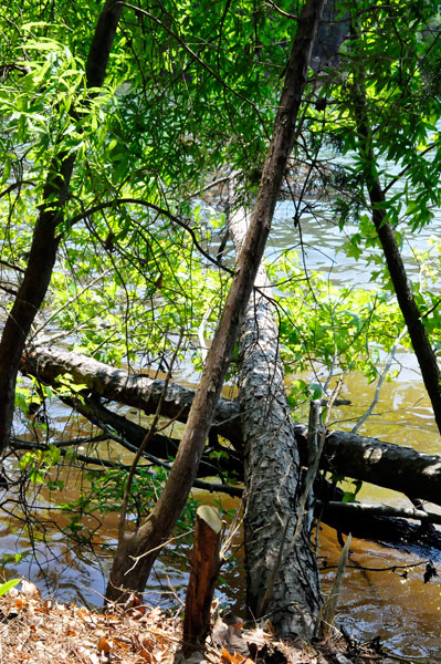 down trees in Lake Norman